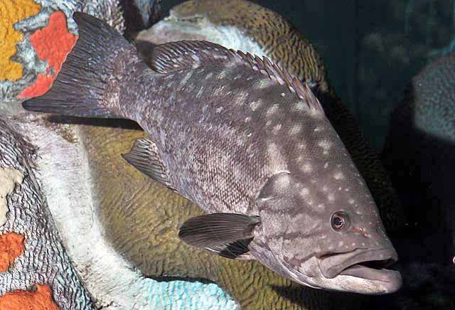 Western Comb Grouper